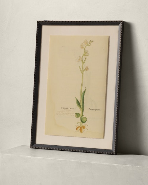 16th Century Orchid by Getty Images