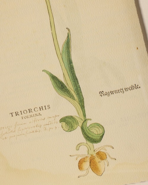 16th Century Orchid by Getty Images