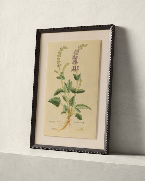16th Century Snapdragon by Getty Images