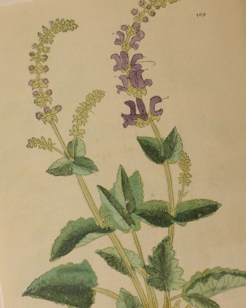 16th Century Snapdragon by Getty Images