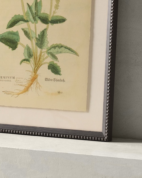 16th Century Snapdragon by Getty Images