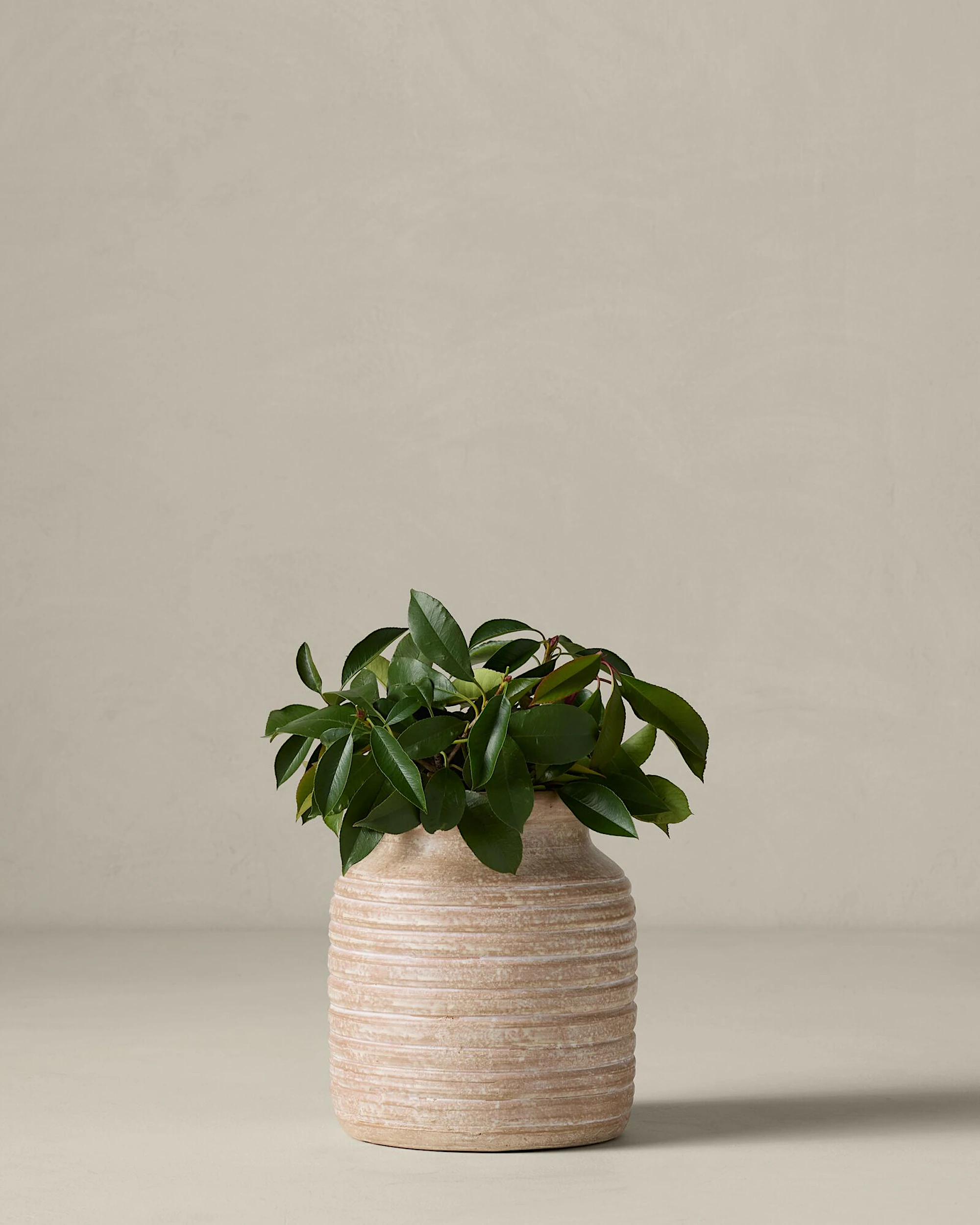 Danica Terracotta Vases Joon Loloi danica-terracotta-vases-joon-loloi