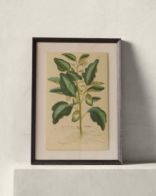 16th Century Mala Insana by Getty Images