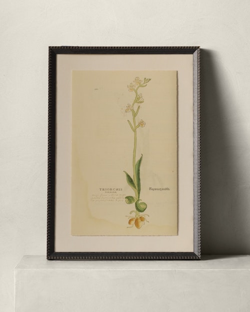 16th Century Orchid by Getty Images